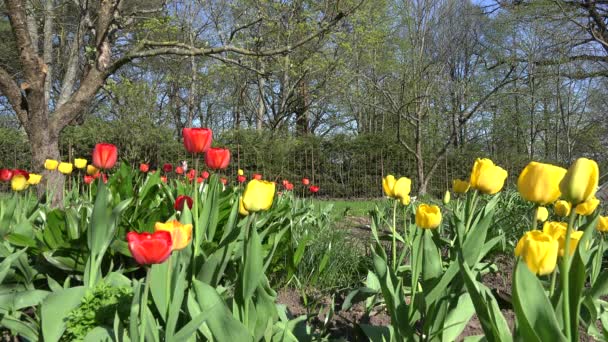 Gardener cut lawn with orange cutter. colorful tulip flowers. 4K — Stock Video