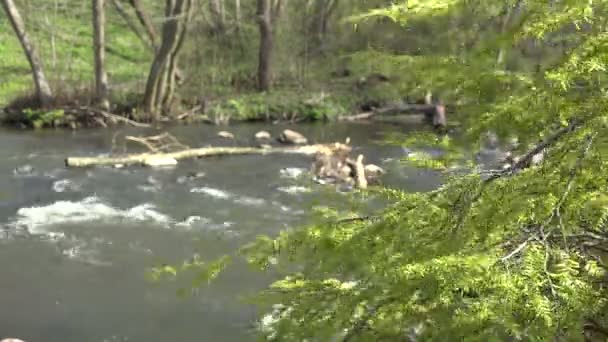 Ялівцева гілка дерева і розмита річкова вода, що тече. 4-кілометровий — стокове відео