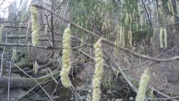 白桦树与 aglet 柔荑花序在森林中的特写。4 k — 图库视频影像