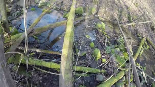 Hombre pasar por el tronco que cayó sobre el arroyo en el bosque. 4K — Vídeos de Stock