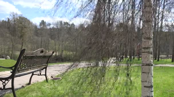 Πάγκο, σημύδες και λάμπες κοντά στο μονοπάτι του πάρκου την άνοιξη. 4K — Αρχείο Βίντεο
