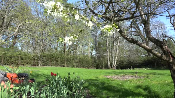 Tuinman gesneden gazon met grasmaaier in lente tuin. 4k — Stockvideo