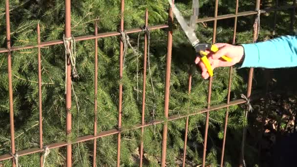 Las manos del jardinero de cerca cortan el seto de abeto con tijeras de podar rojas. 4K — Vídeo de stock