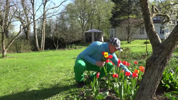 Jardinero hombre recoger flores de tulipán en el jardín de primavera. 4K — Vídeos de Stock