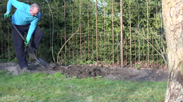Trädgårdsmästare man gräva blomma säng jordmån nära rosengroddar. 4K — Stockvideo