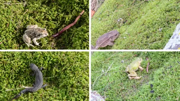 Sapo de anfibia, ranas y tritón de tritón sobre musgo. Video collage . — Vídeos de Stock