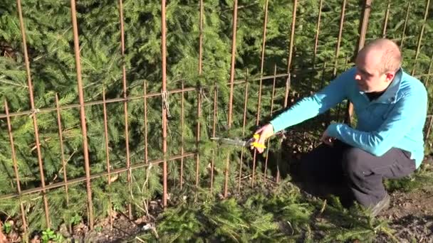 Κηπουρός κομμένα μικρό κλαδί ελάτης με ανθόκηπος — Αρχείο Βίντεο