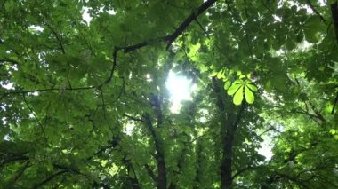 çiçek ve yaprak dolu kestane ağacının dalları altında spin. 4k