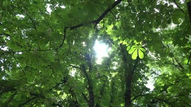 tourner sous les branches de châtaigniers pleines de fleurs et de feuilles. 4K 