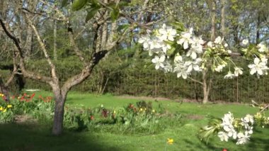 Ağaç dalları bahar bahçesinde çiçek ve çiçek. 4k