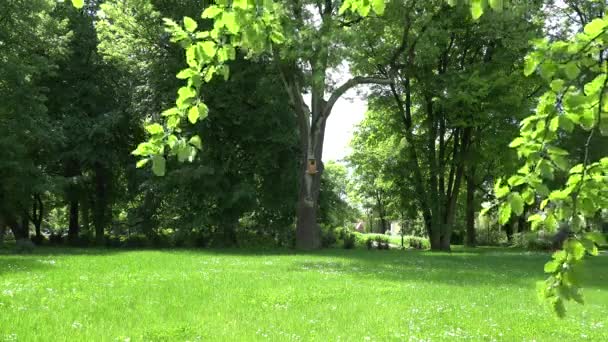 Grande scatola di nidificazione per uccelli gufo o tacchino appeso su albero nel parco. 4K — Video Stock