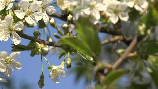 Kwitną gałąź drzewa owocowego z białymi kwitami wiosną. 4K — Wideo stockowe