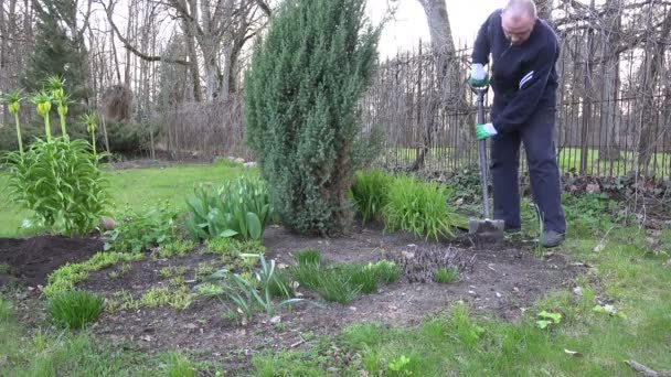 Jardineiro homem cavar erva daninha canteiro arbusto de zimbro e flores. 4K — Vídeo de Stock