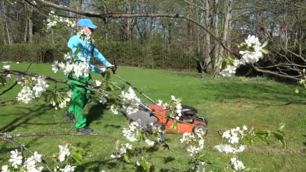 Jardinero borroso siega césped y ramas de árboles frutales florece. 4K — Vídeo de stock