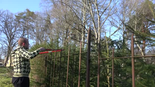 Homme jardinier coupe haie de sapin avec tondeuses. 4K — Video