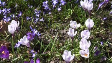 bitkisi safran ve scilla squill mavi çiçeği rüzgarda taşıyın. 4k