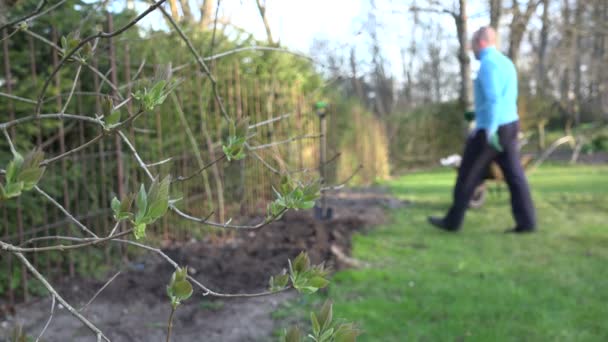 Fliederzweige entfalten und verwischte Gärtner graben Erdboden. 4k — Stockvideo