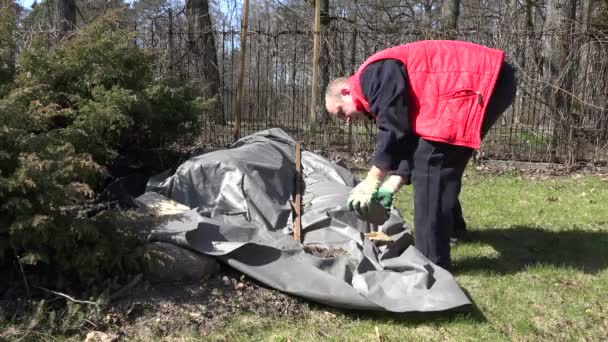 Bahçıvan adam ortaya çıkarılması gül çiçek bitki bush kıştan sonra. 4k — Stok video
