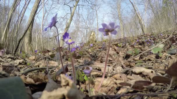 Beautiful springtime liverworts (Hepatica nobilis) flowers. 4K — Stock Video