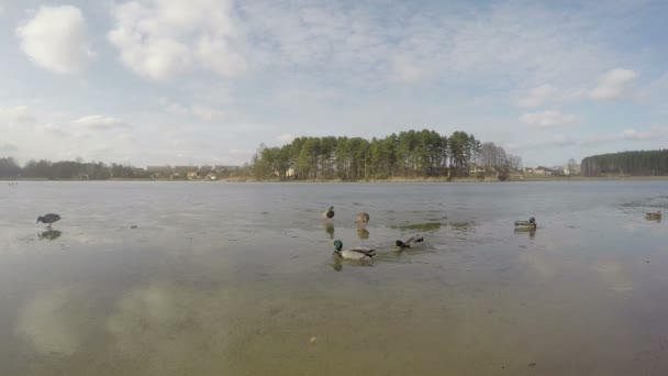 氷の薄い層にアヒルの散歩のグループには、湖が覆われています。4 k — ストック動画