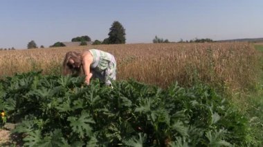 Hamile çiftçi kadın hasat olgun kabak sebze