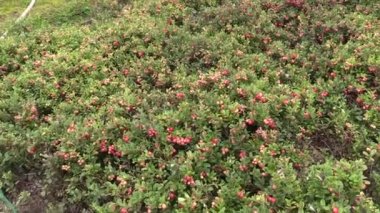Olgun norganic lingonberries bahçede açık büyümek