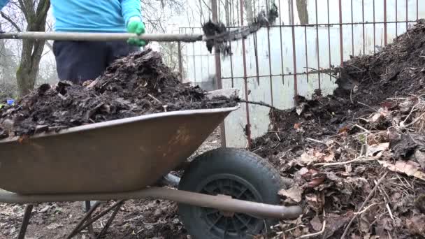 Jardineiro com garfo pitch carga húmus composto podre para o carrinho de mão. 4K — Vídeo de Stock