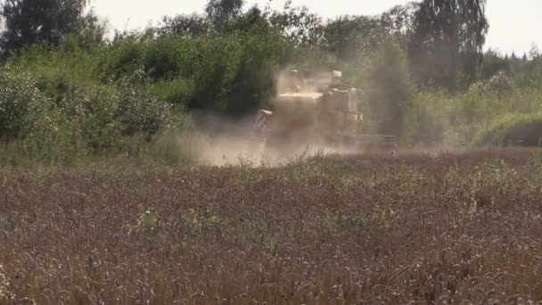 Harvester causes dust on thrashing grain field — Stock Video