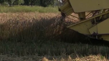 Modern çiftlik yaz aylarında hasat buğday tahıl alan birleştirmek
