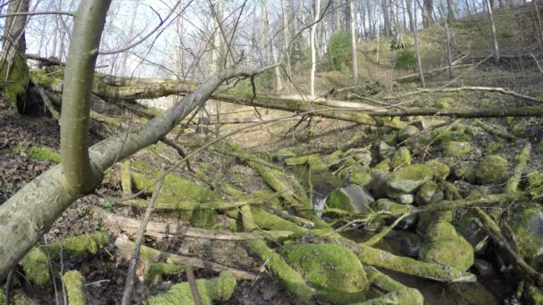 Troncos de árboles musgosos caídos en el agua del arroyo de primavera. 4K — Vídeo de stock