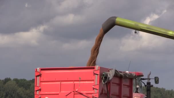 Agricultura máquina carga cosechada grano en camión remolque — Vídeo de stock