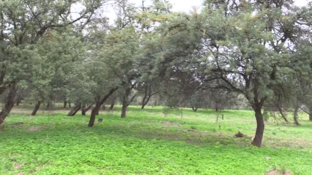 Buckthorn φυτεία δέντρων που αναπτύσσονται στο αγρόκτημα. — Αρχείο Βίντεο
