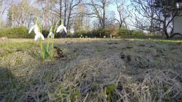 First spring flowers snowflake (leucojum vernum) park. 4K — Stock Video