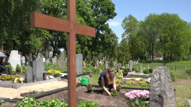 woman plant red dahlia flower on father grave country cemetery