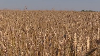 Olgun buğday bitkisi bitkileri kulakları rüzgarda hareket. İleri kayar