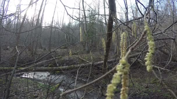 Las colas de cordero florecen en el viento. Flujo de agua del arroyo. 4K — Vídeo de stock