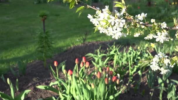 Весной цветут ветви белых фруктовых деревьев и разноцветные цветы. 4K — стоковое видео