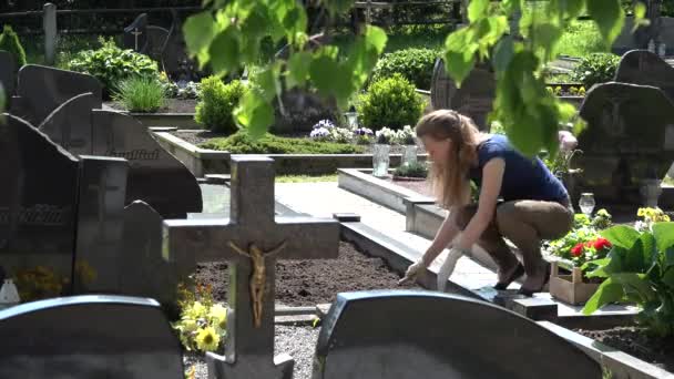 Femme desserrer le sol sur la tombe du père au printemps — Video