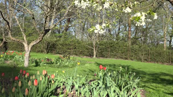 Цвіте квіти тюльпанів і гілка вишневого дерева у весняний час. 4-кілометровий — стокове відео