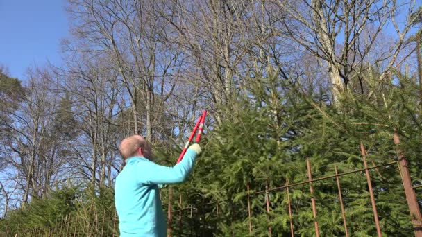 Jardinero hombre cortó seto de abeto con cortadoras rojas. 4K — Vídeos de Stock