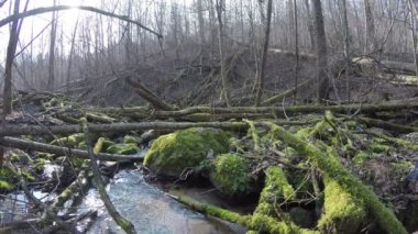 yosunlu taş ve ağaçlar vahşi yakınındaki su akışı tahammül. 4k