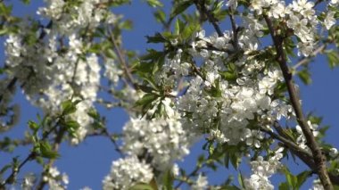 Kiraz meyve ağacı dalları ile ilkbaharda beyaz çiçekleri. 4k