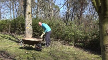 Çalışan insan taşımak paslı barrow ve yük odun baharda. 4k