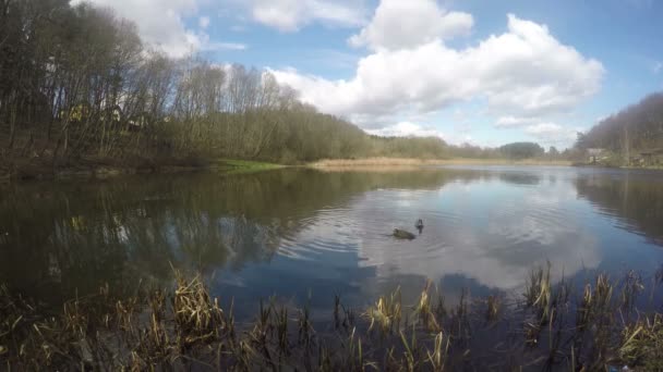 Krzyżówka kaczki ptaków w pobliżu jeziora. 4k — Wideo stockowe