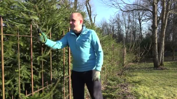 Jardinero hombre cortar seto de abeto con cizalla. 4K — Vídeo de stock