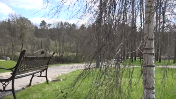 Birch tree branch swing in wind in park. — Stock Video