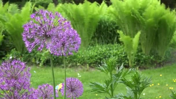 Декоративные качели чеснока на ветру в саду — стоковое видео