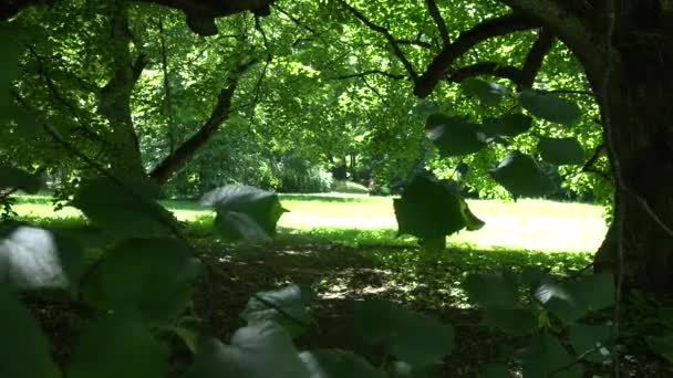 Viejo árbol con hojas y cuidador del parque trabajador montar cortacésped en el prado. 4K — Vídeo de stock