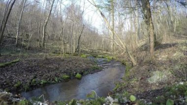 Orman sahne akan dere ve yosunlu kayalar, Bahar günü. 4k