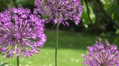 sarımsak allium çiçek rüzgar ve arı hareket. Odak değişimi. 4k